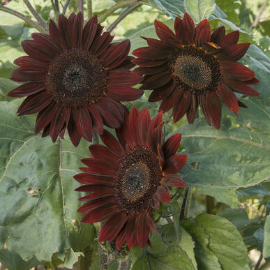 Chocolate sunflower
